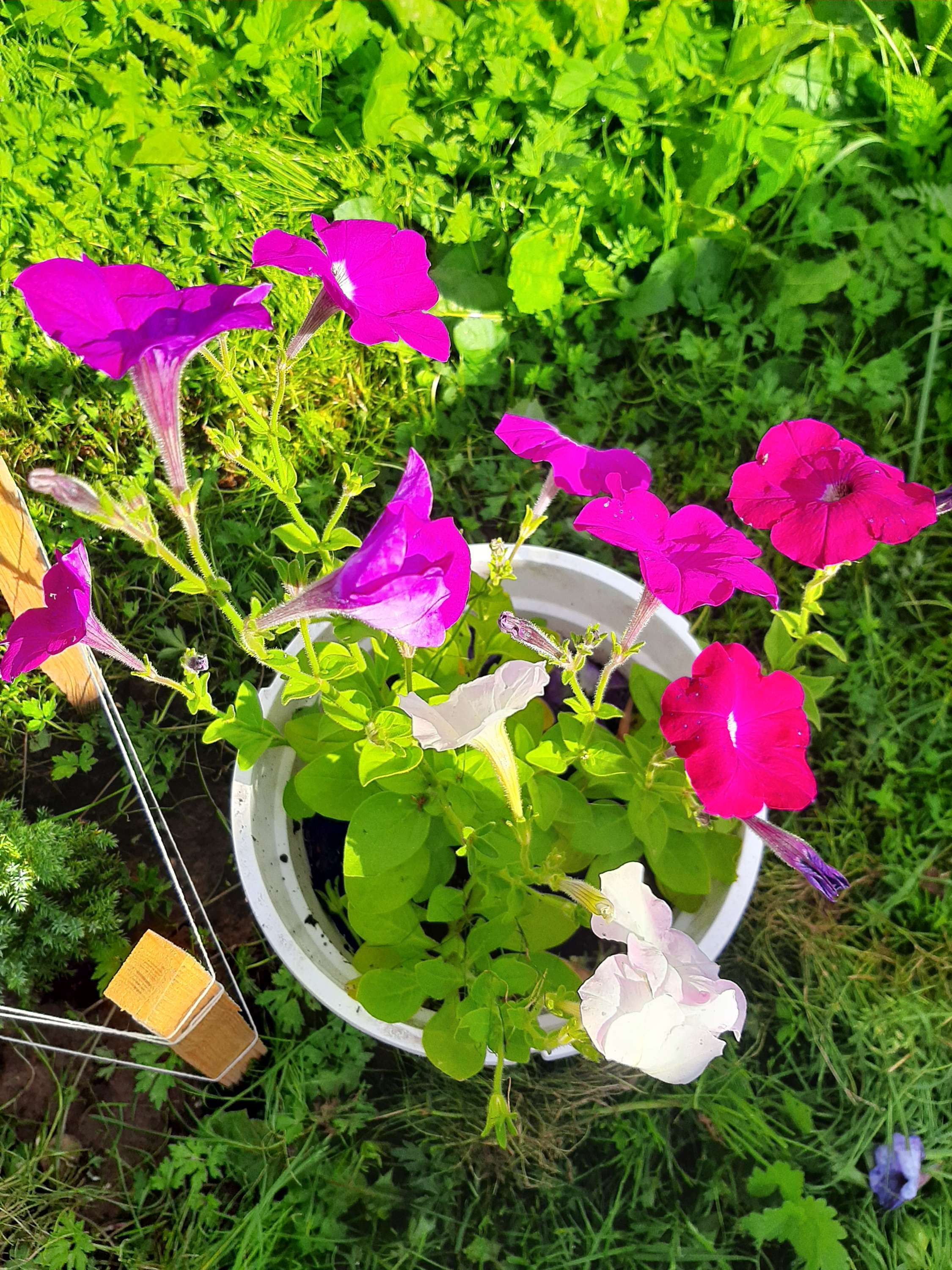 Фотография покупателя товара Семена цветов Петуния "Свадебные колокольцы" смесь, крупноцветковая, О, 0,25 г