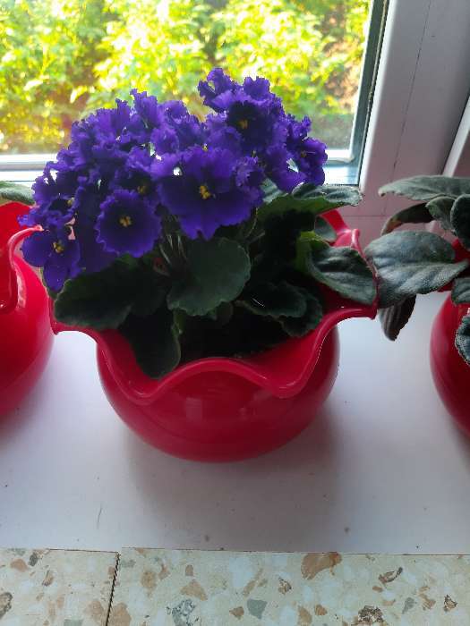 Фотография покупателя товара Горшок «Аленький цветочек», цвет красный - Фото 2