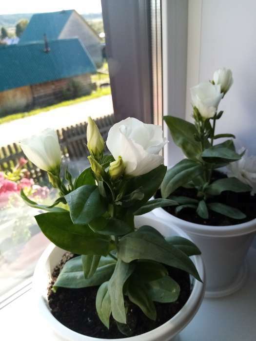 Фотография покупателя товара Семена Цветов Эустома "Кармен", 5 шт - Фото 5