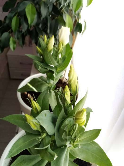 Фотография покупателя товара Семена Цветов Эустома "Кармен", 5 шт - Фото 6