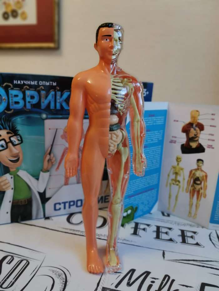 Фотография покупателя товара Набор для опытов «Строение тела», анатомия человека - Фото 46
