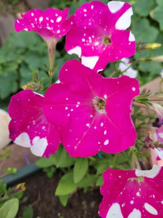 Фотография покупателя товара Семена цветов Петуния "Фиолетовый леопард", F1, 5 шт - Фото 10