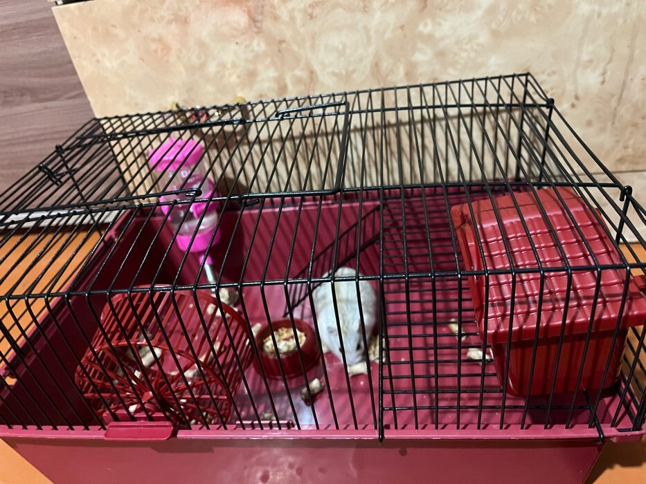 Фотография покупателя товара Клетка для грызунов "Пижон" №4, с этажом, укомплектованная, 37 х 26 х 18 см, рубиновая - Фото 6