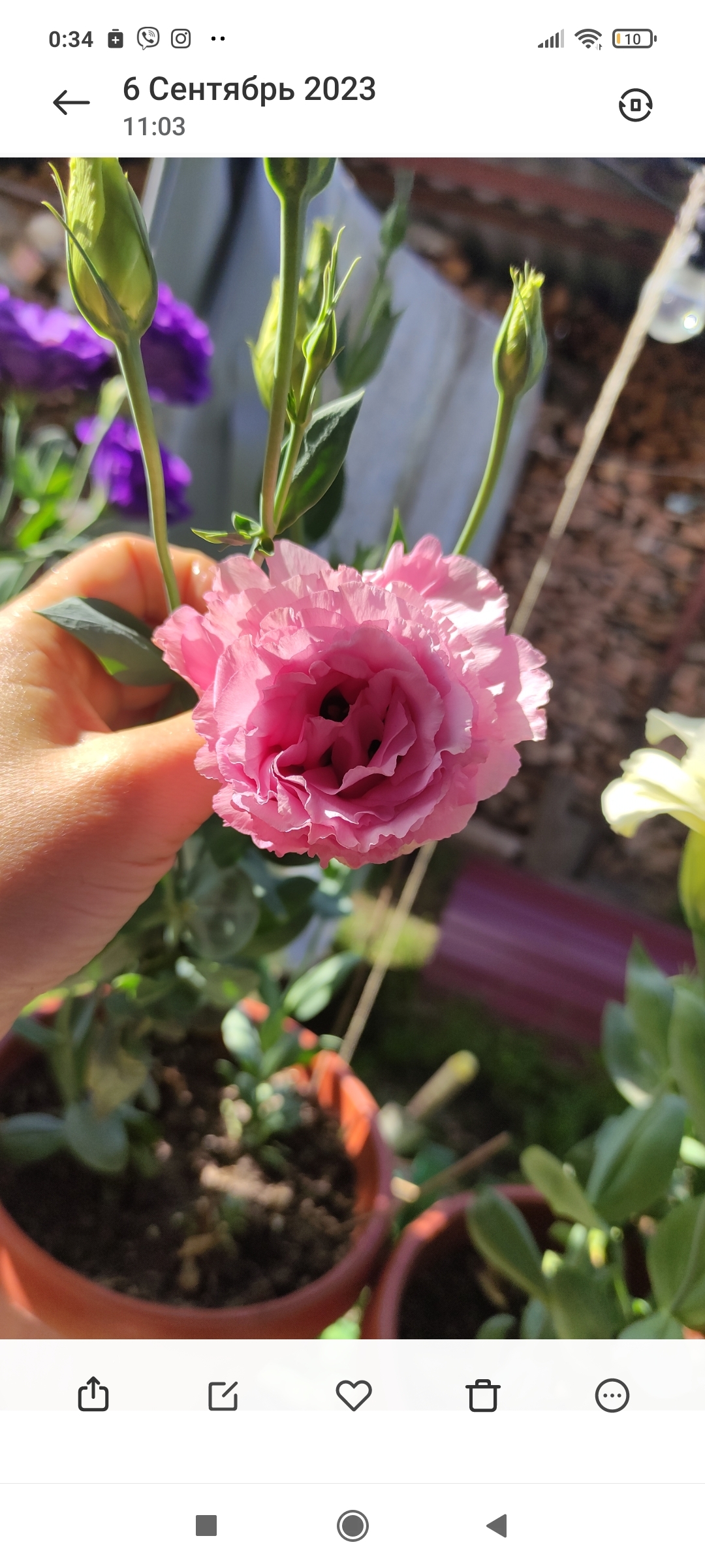 Фотография покупателя товара Семена цветов Эустома махровая "Велюр", розовая, F1, в ампуле, 0,005 г. - Фото 2