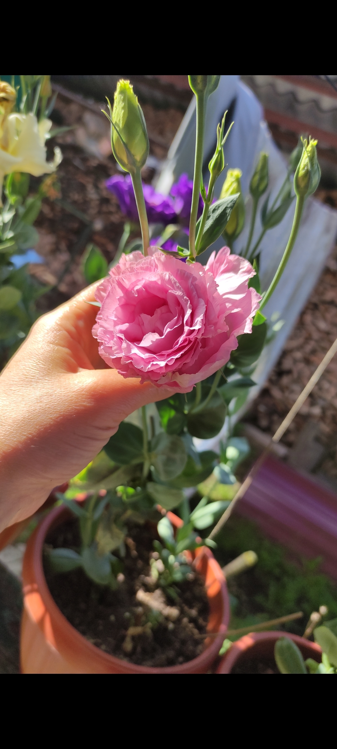 Фотография покупателя товара Семена цветов Эустома махровая "Велюр", розовая, F1, в ампуле, 0,005 г. - Фото 1