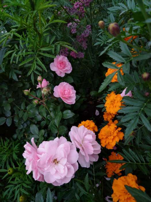 Фотография покупателя товара Саженец розы Боника, Весна 2023, 1 шт. - Фото 1