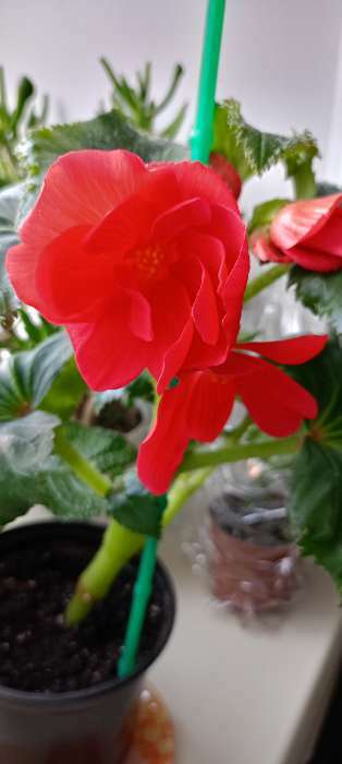 Фотография покупателя товара Семена комнатных цветов Бегония "Гоу-гоу", ц/п,  розовая, F1, 4 шт. - Фото 3