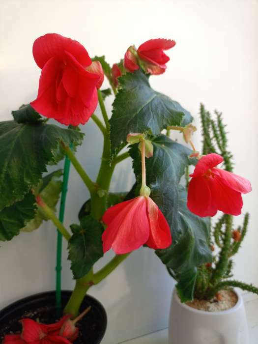 Фотография покупателя товара Семена комнатных цветов Бегония "Гоу-гоу", ц/п,  розовая, F1, 4 шт. - Фото 2