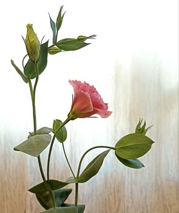Фотография покупателя товара Семена цветов Эустома срезочная "Мэйдж дип роуз", F1, 5 шт