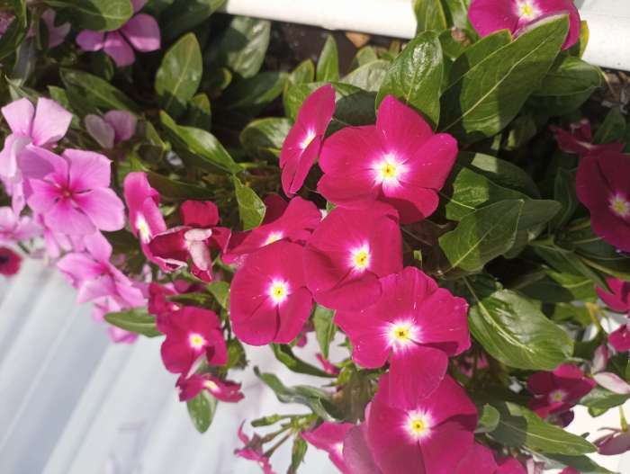 Фотография покупателя товара Семена комнатных цветов Барвинок "Щеголь", ц/п,  0,05 г - Фото 2