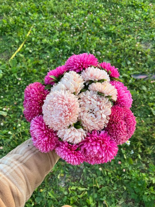 Фотография покупателя товара Семена цветов Астра густомахровая "Баллон розовый", однолетняя, 0,05 г - Фото 2