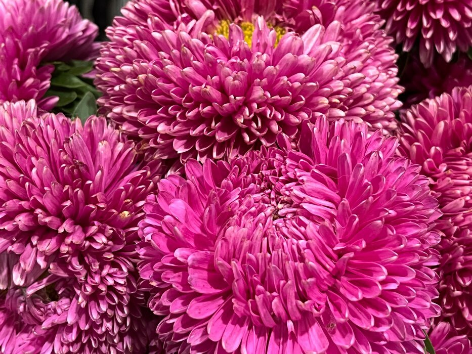 Фотография покупателя товара Семена цветов Астра густомахровая "Баллон розовый", однолетняя, 0,05 г - Фото 1