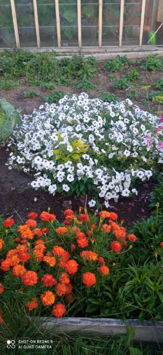 Фотография покупателя товара Семена Цветов Петуния "Тайдал Вейв Сильвер", 5 шт - Фото 22