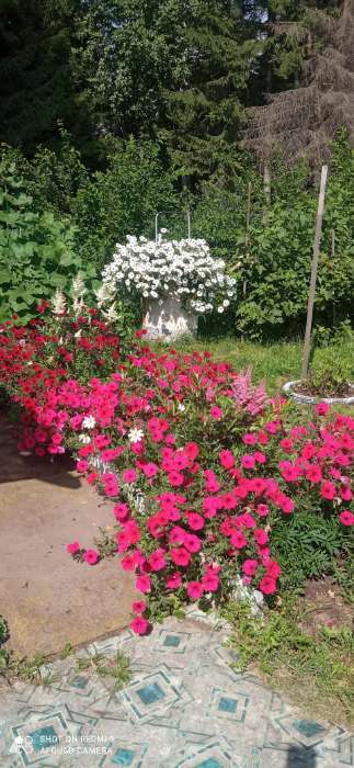 Фотография покупателя товара Семена Цветов Петуния "Тайдал Вейв Сильвер", 5 шт - Фото 19