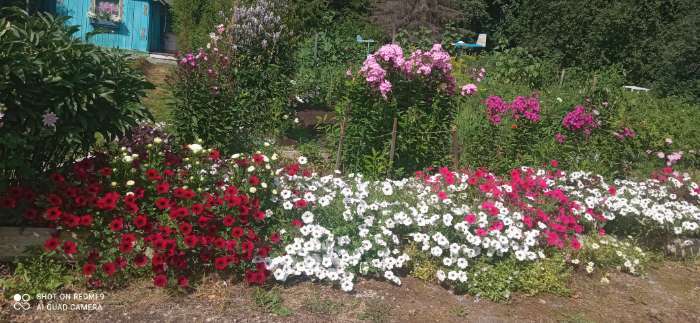 Фотография покупателя товара Семена Цветов Петуния "Тайдал Вейв Сильвер", 5 шт - Фото 21