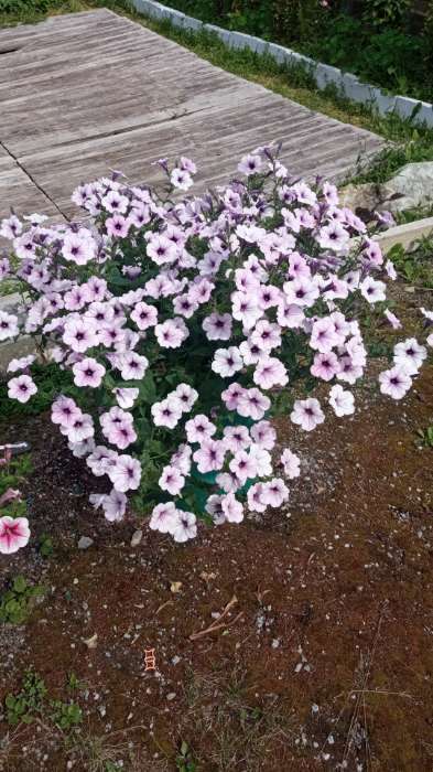 Фотография покупателя товара Семена Цветов Петуния "Тайдал Вейв Сильвер", 5 шт - Фото 20