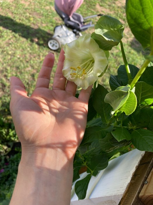 Фотография покупателя товара Семена цветов Кобея "Гжельские узоры", 0,45 г