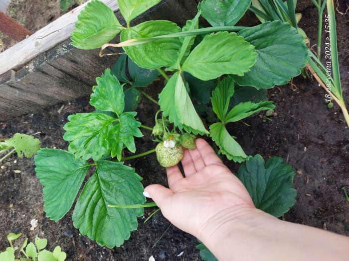 Фотография покупателя товара Земляника садовая «Царица», саженец, горшок Р9, 1 шт., Лето 2026, «ПОИСК» - Фото 1