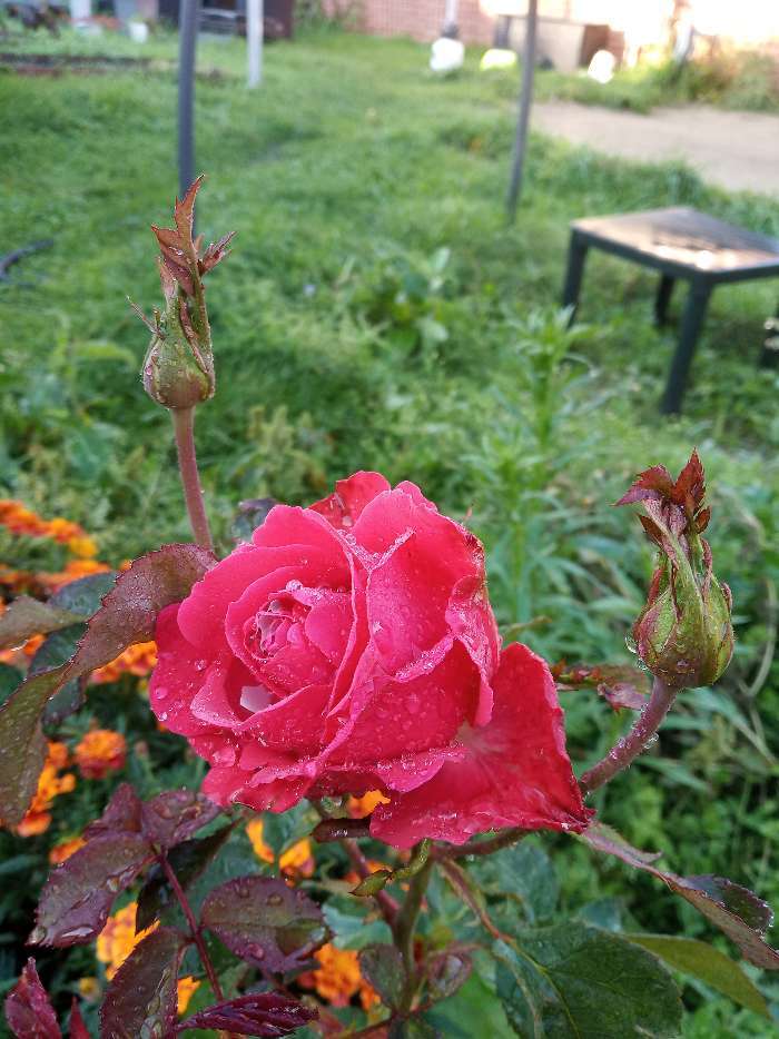 Фотография покупателя товара Саженец розы Ред Интуишн, Весна 2024, 1 шт.