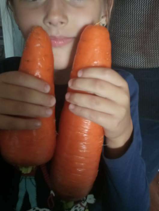 Фотография покупателя товара Семена Морковь  "САМСОН" простое драже, 300 шт - Фото 1