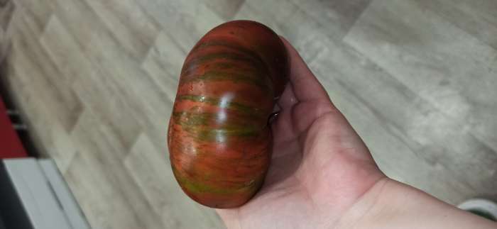 Фотография покупателя товара Семена Томат «Полосатый шоколад», индетерминантный, высокорослый, 20 шт., «Агрофирма АЭЛИТА» - Фото 3