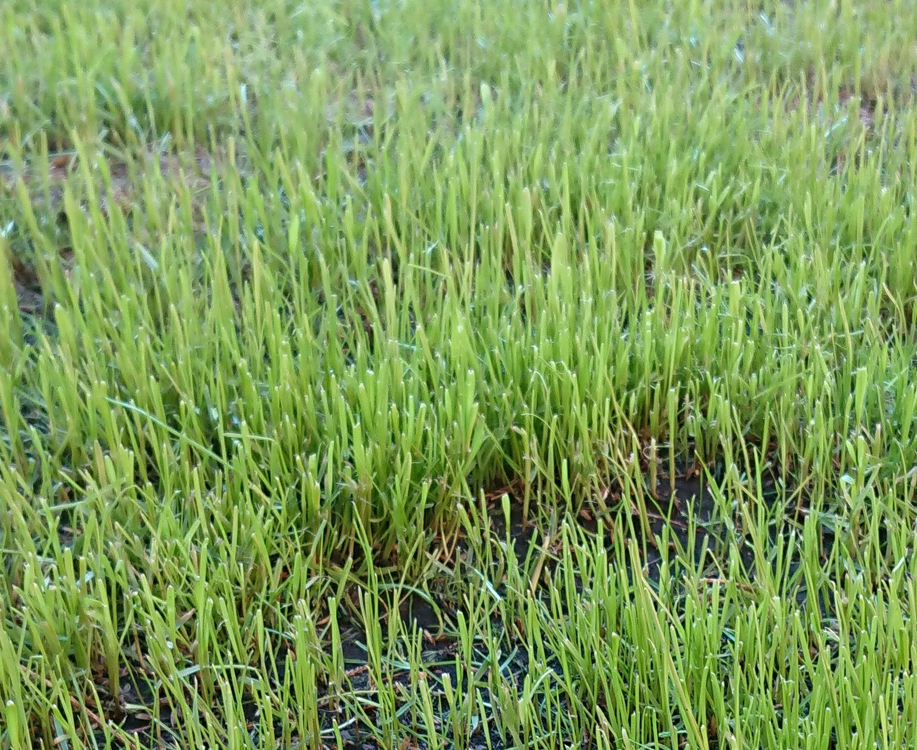 Фотография покупателя товара Семена газонной травы Hello grass, Sport Meister Gras, 10 кг - Фото 1