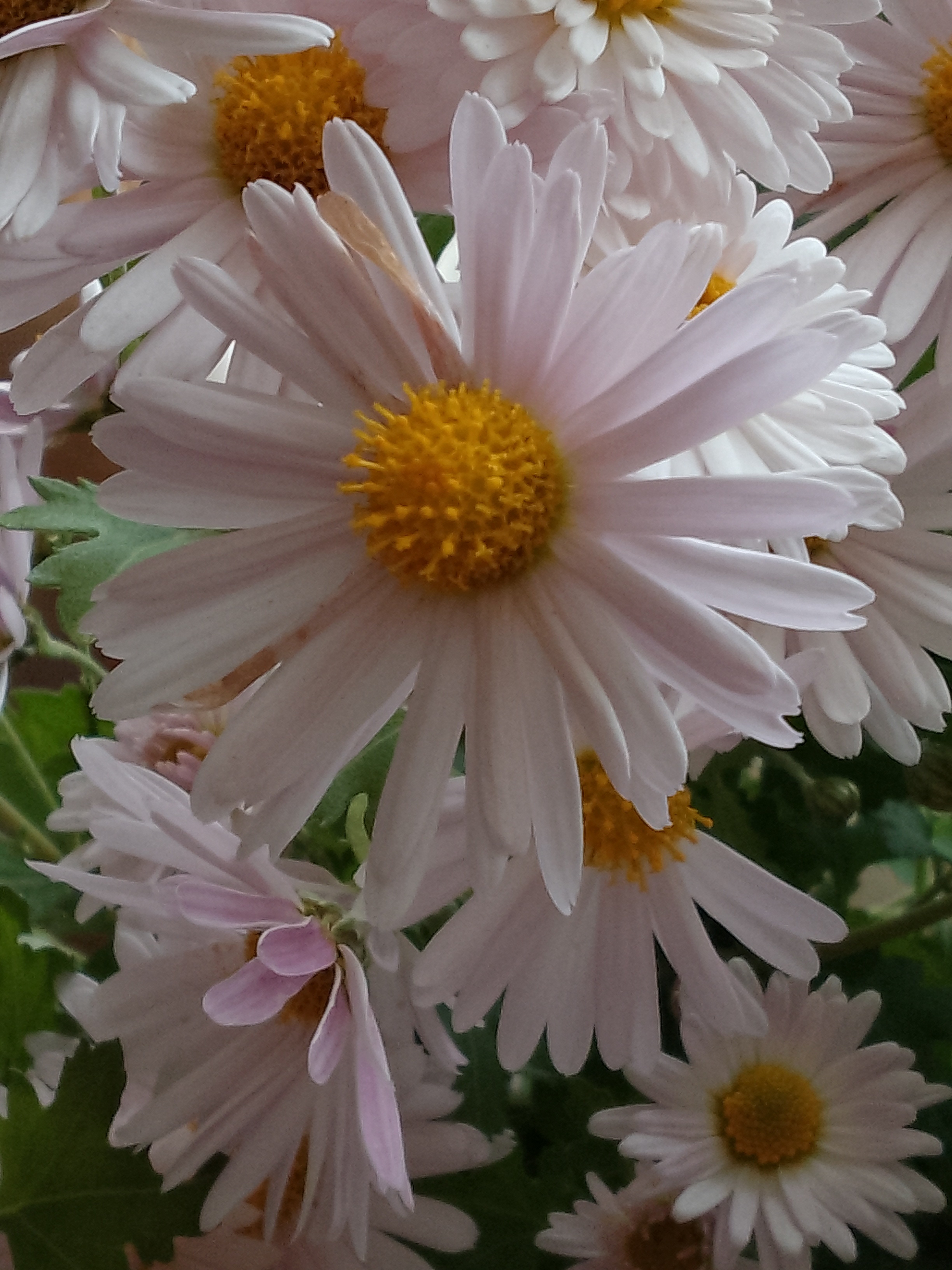 Фотография покупателя товара Семена цветов Хризантема многоцветковая Корейская смесь, 0,02 г - Фото 1
