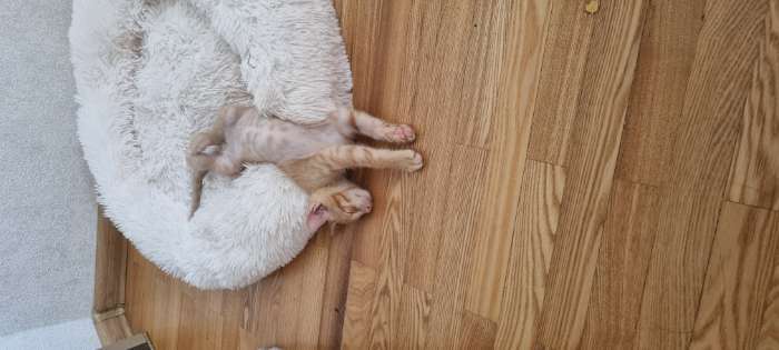 Фотография покупателя товара Лежанка для собак и кошек, длинный мех, 60 х 60 х 20 см, молочная