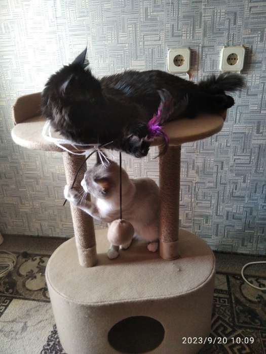Фотография покупателя товара Домик для кошек с когтеточкой, с овальной полкой, 54 х 34 х 80 см, фетр, джут, коричневая