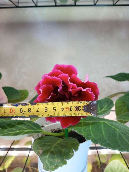 Фотография покупателя товара Семена цветов Глоксиния "Брокэйд", F1, 5 шт. - Фото 5