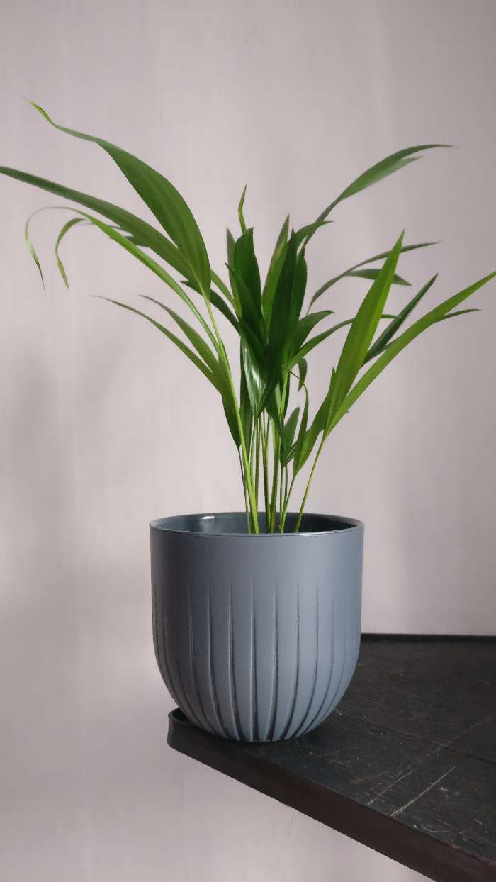 Фотография покупателя товара Пластиковый горшок с вкладкой «Альфа», цвет антрацит - Фото 1