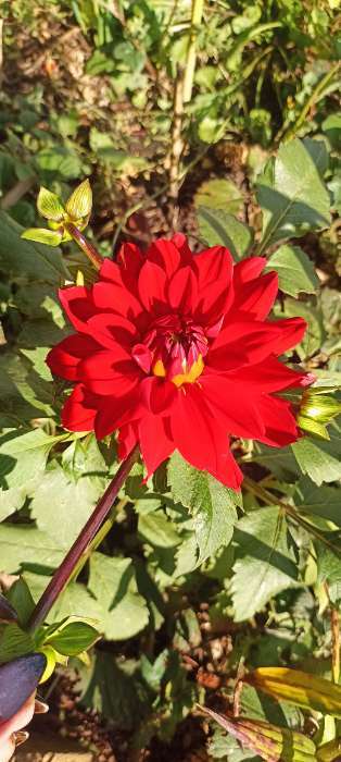 Фотография покупателя товара Георгина Декоративная «Крейзи Лав», клубелуковица в упаковке, р-р I, 1 шт. - Фото 108