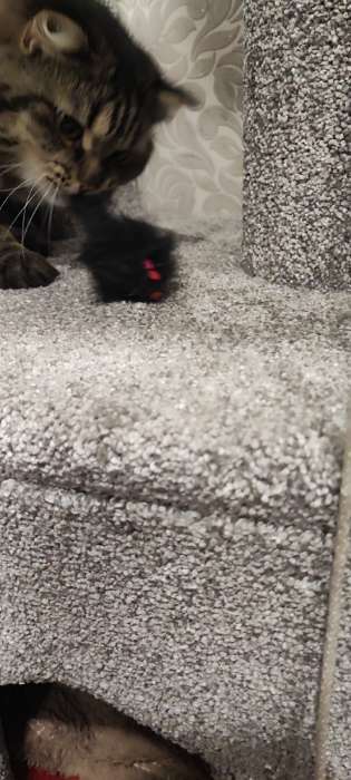 Фотография покупателя товара Игрушка для кошек "Мышь малая", 5 см, чёрная - Фото 2