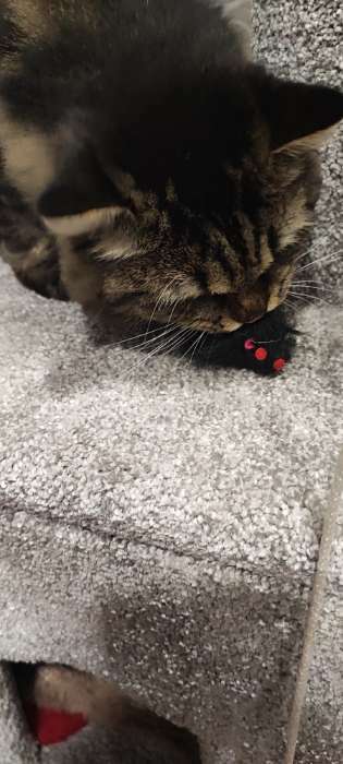 Фотография покупателя товара Игрушка для кошек "Мышь малая", 5 см, чёрная - Фото 1