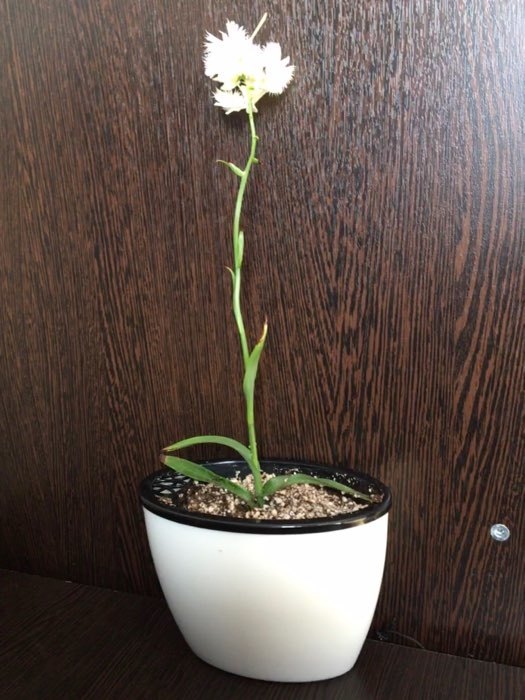 Фотография покупателя товара Кашпо овальное «Глянец» 14х8,7х10 см, цвет Черно-белый - Фото 1