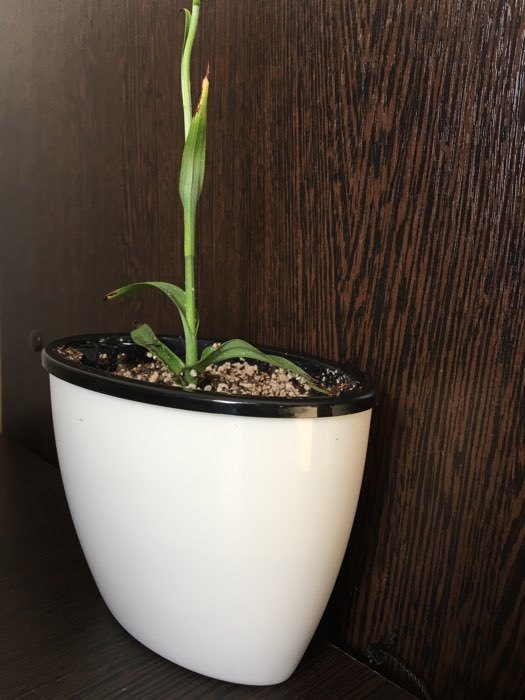 Фотография покупателя товара Кашпо овальное «Глянец» 14х8,7х10 см, цвет Черно-белый - Фото 2