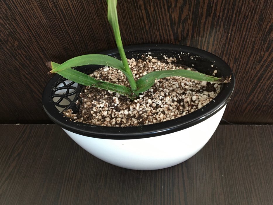 Фотография покупателя товара Кашпо овальное «Глянец» 14х8,7х10 см, цвет Черно-белый - Фото 3