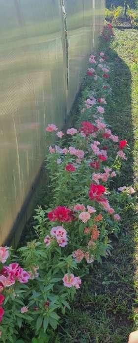 Фотография покупателя товара Семена цветов Годеция махровая "Красное вино", ц/п,  0,05 г - Фото 1