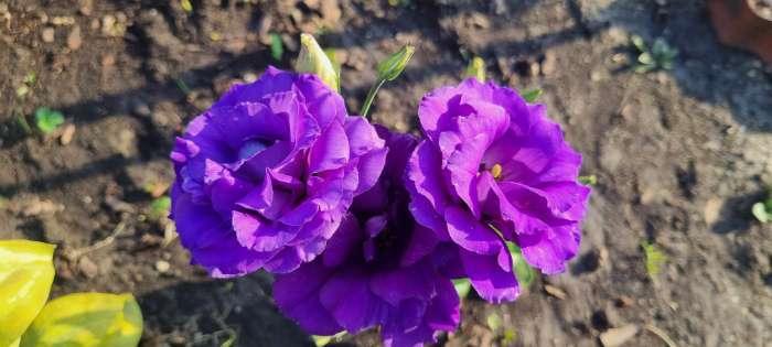 Фотография покупателя товара Семена цветов Эустома "Эхо" голубая F1, гранулы, пробирка, О, ц/п, 4 шт. - Фото 12