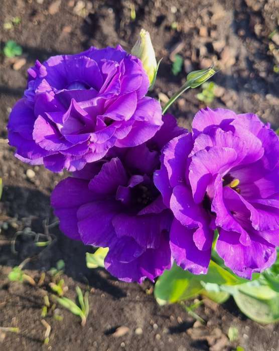 Фотография покупателя товара Семена цветов Эустома "Эхо" голубая F1, гранулы, пробирка, О, ц/п, 4 шт. - Фото 9