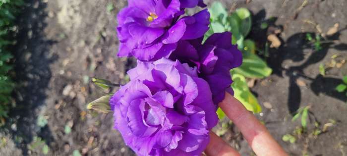 Фотография покупателя товара Семена цветов Эустома "Эхо" голубая F1, гранулы, пробирка, О, ц/п, 4 шт. - Фото 10