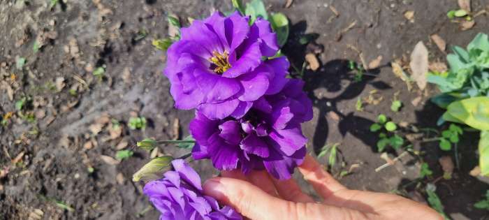 Фотография покупателя товара Семена цветов Эустома "Эхо" голубая F1, гранулы, пробирка, О, ц/п, 4 шт. - Фото 11