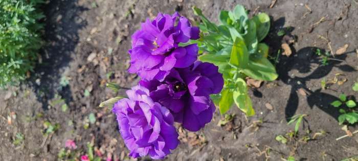 Фотография покупателя товара Семена цветов Эустома "Эхо" голубая F1, гранулы, пробирка, О, ц/п, 4 шт. - Фото 8