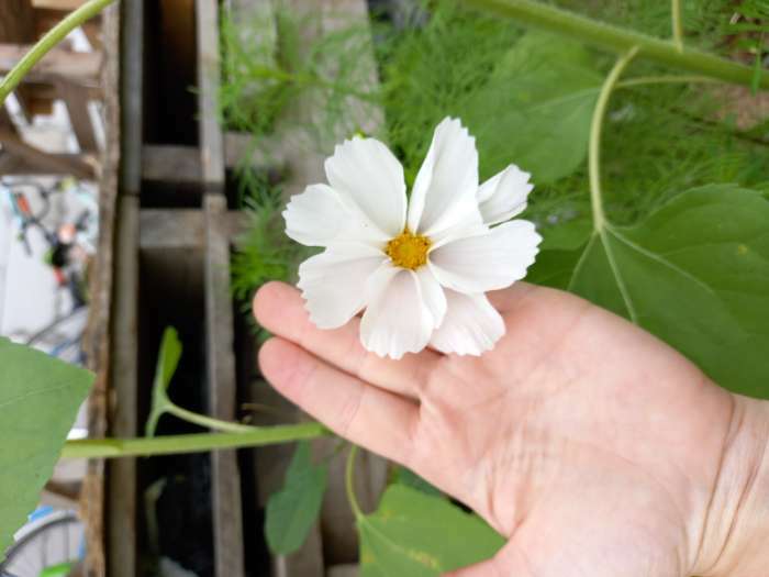 Фотография покупателя товара Семена цветов Космея "Ракушка", 0,3 г - Фото 1