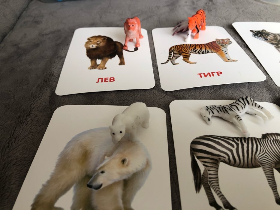 Фотография покупателя товара Развивающий набор фигурок для детей «Дикие животные» с карточками, по методике Домана - Фото 1