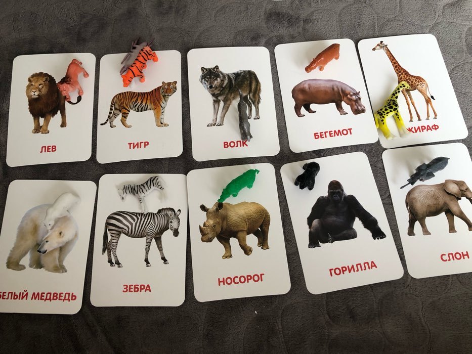 Фотография покупателя товара Развивающий набор фигурок для детей «Дикие животные» с карточками, по методике Домана - Фото 2