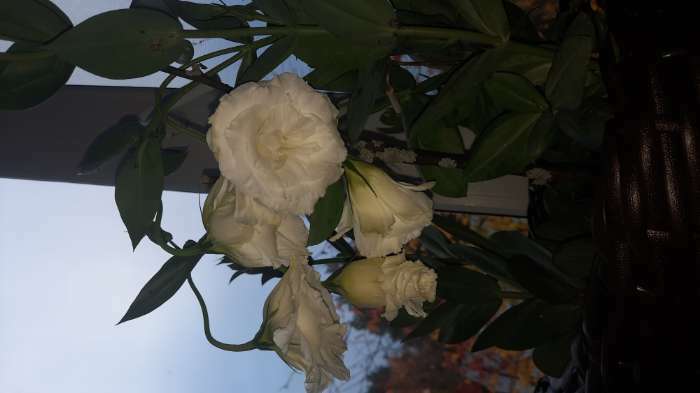 Фотография покупателя товара Семена цветов Эустома срезочная "Мэйдж уайт", F1, 5 шт - Фото 1