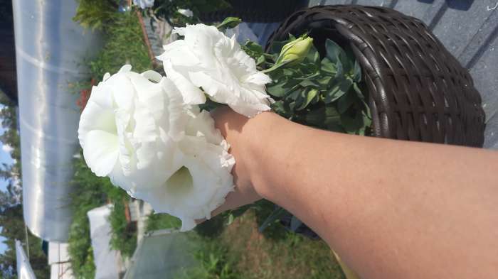 Фотография покупателя товара Семена цветов Эустома срезочная "Мэйдж уайт", F1, 5 шт - Фото 2