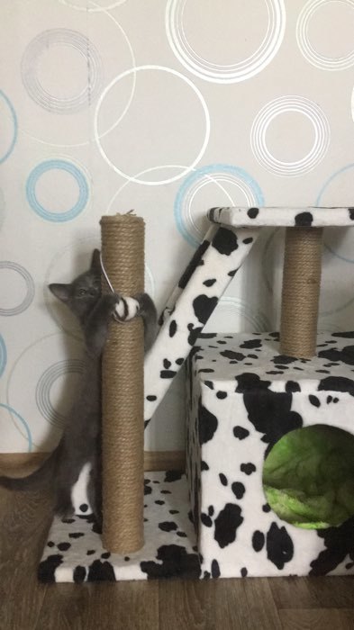 Фотография покупателя товара Домик для кошек с когтеточкой "Домосед", с лестницей и площадкой, 60 х 35 х 56 см, микс - Фото 10