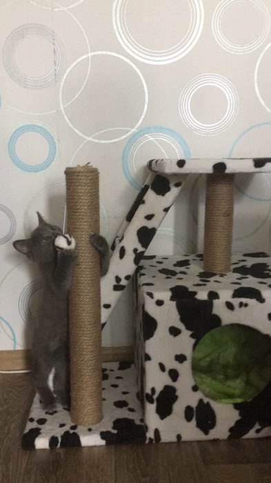 Фотография покупателя товара Домик для кошек с когтеточкой "Домосед", с лестницей и площадкой, 60 х 35 х 56 см, микс - Фото 14
